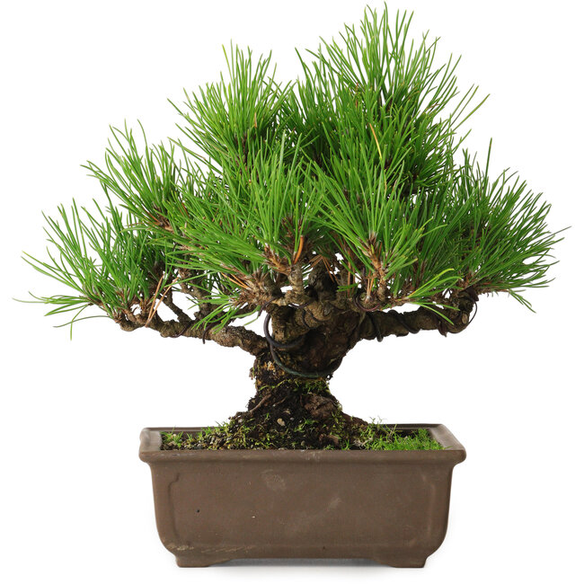 Pinus thunbergii, 20 cm, ± 20 ans, avec un nebari de 6 cm