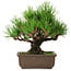 Pinus thunbergii, 20 cm, ± 20 anni, con un nebari di 6 cm