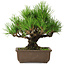 Pinus thunbergii, 20 cm, ± 20 years old, with a nebari of 6 cm