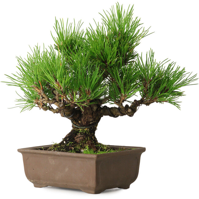 Pinus thunbergii, 20 cm, ± 20 years old, with a nebari of 6 cm