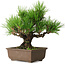 Pinus thunbergii, 20 cm, ± 20 anni, con un nebari di 6 cm