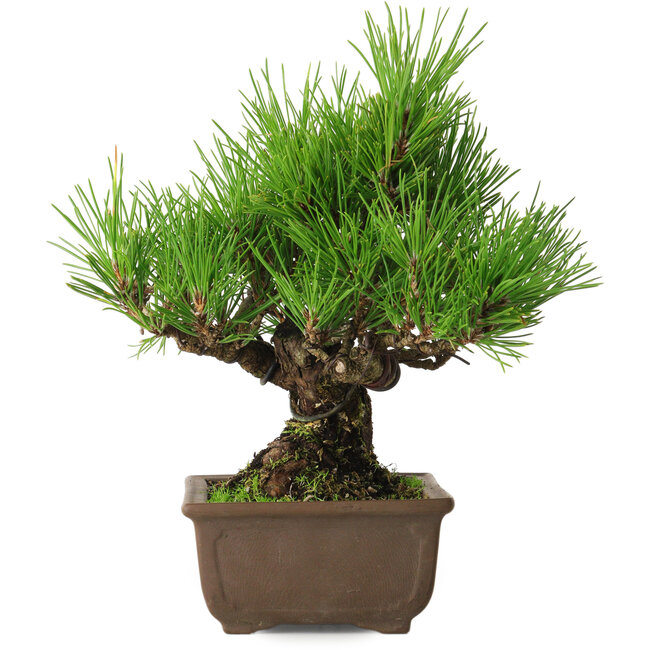 Pinus thunbergii, 20 cm, ca. 20 Jahre alt, mit einem Wurzelhals von 6 cm
