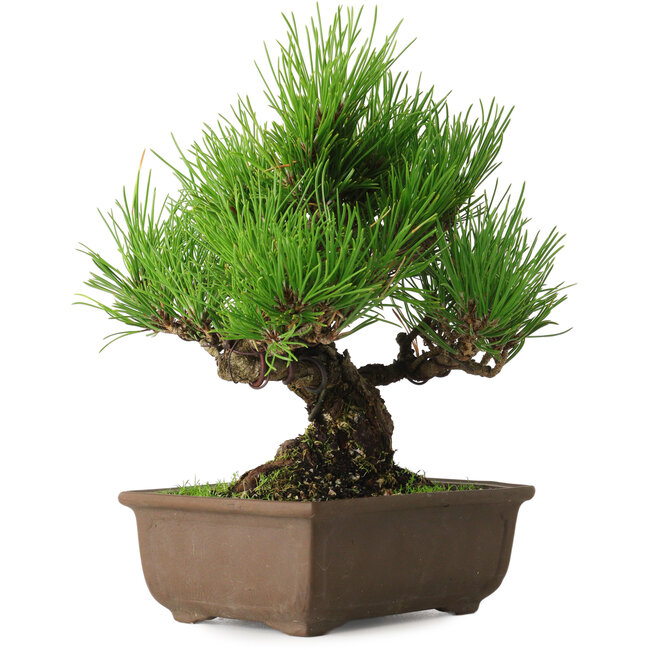 Pinus thunbergii, 20 cm, ± 20 ans, avec un nebari de 6 cm