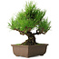 Pinus thunbergii, 20 cm, ± 20 anni, con un nebari di 6 cm