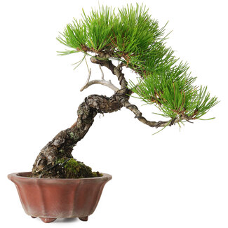 Pinus densiflora, 23 cm, ± 20 anni
