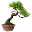 Pinus densiflora, 23 cm, ± 20 jaar oud, met een nebari van 7 cm