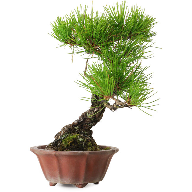 Pinus densiflora, 23 cm, ± 20 años, con un nebari de 7 cm