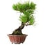 Pinus densiflora, 23 cm, ± 20 jaar oud, met een nebari van 7 cm