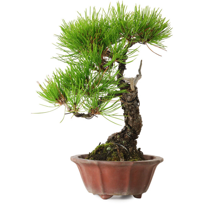 Pinus densiflora, 23 cm, ca. 20 Jahre alt, mit einem Wurzelansatz von 7 cm