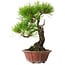 Pinus densiflora, 23 cm, ± 20 jaar oud, met een nebari van 7 cm