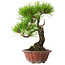 Pinus densiflora, 23 cm, ± 20 years old, with a nebari of 7 cm