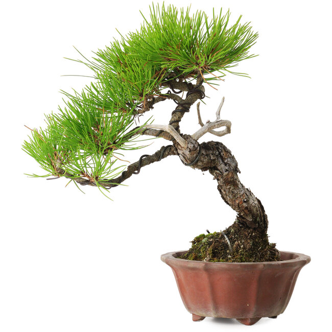 Pinus densiflora, 23 cm, ± 20 ans, avec un nebari de 7 cm