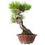 Pinus densiflora, 23 cm, ± 20 jaar oud, met een nebari van 7 cm