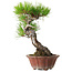 Pinus densiflora, 23 cm, ± 20 years old, with a nebari of 7 cm