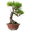 Pinus densiflora, 23 cm, ± 20 anni, con un nebari di 7 cm