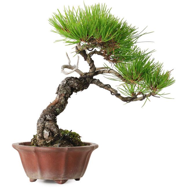 Pinus densiflora, 23 cm, ± 20 ans, avec un nebari de 7 cm