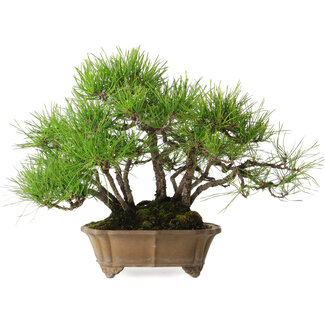 Pinus densiflora, 23 cm, ± 15 Jahre alt