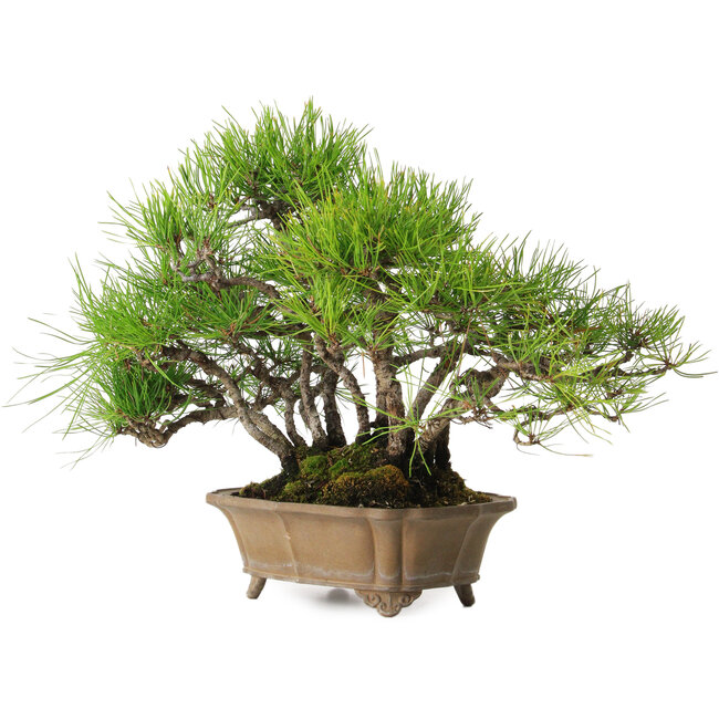 Pinus densiflora, 23 cm, ± 15 Jahre alt