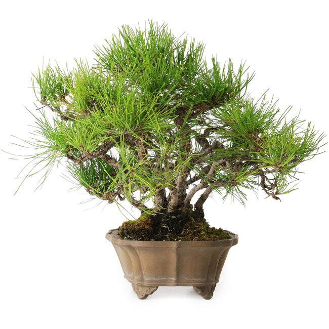 Pinus densiflora, 23 cm, ± 15 years old