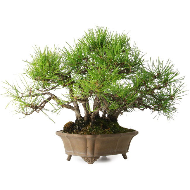 Pinus densiflora, 23 cm, ± 15 ans