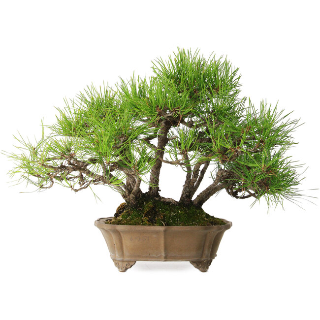 Pinus densiflora, 23 cm, ± 15 años