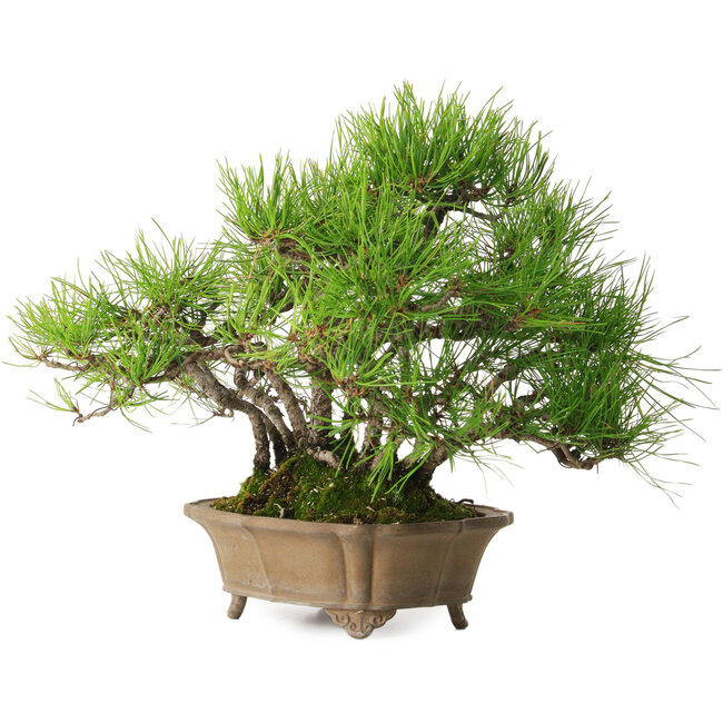 Pinus densiflora, 23 cm, ± 15 ans