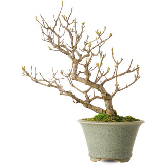 Eime Yozan Callicarpa japonica, 25 cm, ± 15 jaar oud