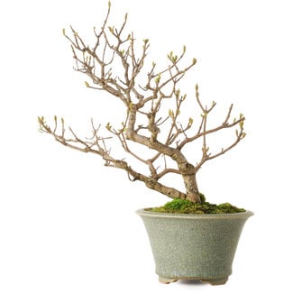 Eime Yozan Callicarpa japonica, 25 cm, ± 15 years old