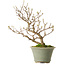 Callicarpa japonica, 25 cm, ± 15 years old, with a nebari of 3 cm, in a handmade Japanese pot by Eime Yozan