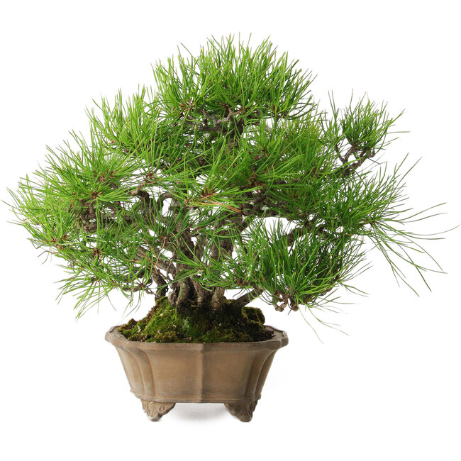 Pinus densiflora, 23 cm, ± 15 ans