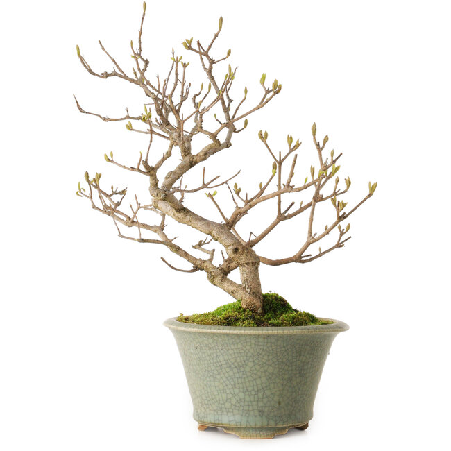 Callicarpa japonica, 25 cm, ± 15 years old, with a nebari of 3 cm, in a handmade Japanese pot by Eime Yozan
