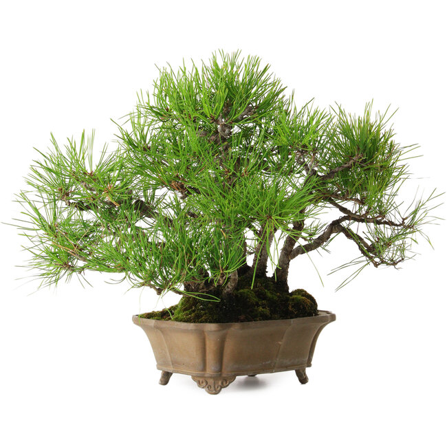 Pinus densiflora, 23 cm, ± 15 years old