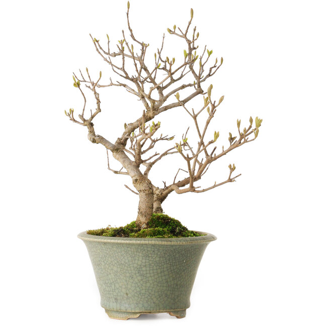 Callicarpa japonica, 25 cm, environ 15 ans, avec un nebari de 3 cm, dans un pot japonais fait main par Eime Yozan