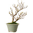 Callicarpa japonica, 25 cm, ± 15 years old, with a nebari of 3 cm, in a handmade Japanese pot by Eime Yozan