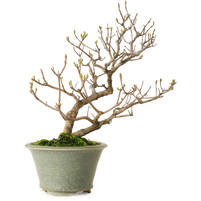 Callicarpa japonica, 25 cm, ± 15 anni, con un nebari di 3 cm, in un vaso giapponese fatto a mano da Eime Yozan