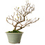 Callicarpa japonica, 25 cm, ± 15 years old, with a nebari of 3 cm, in a handmade Japanese pot by Eime Yozan