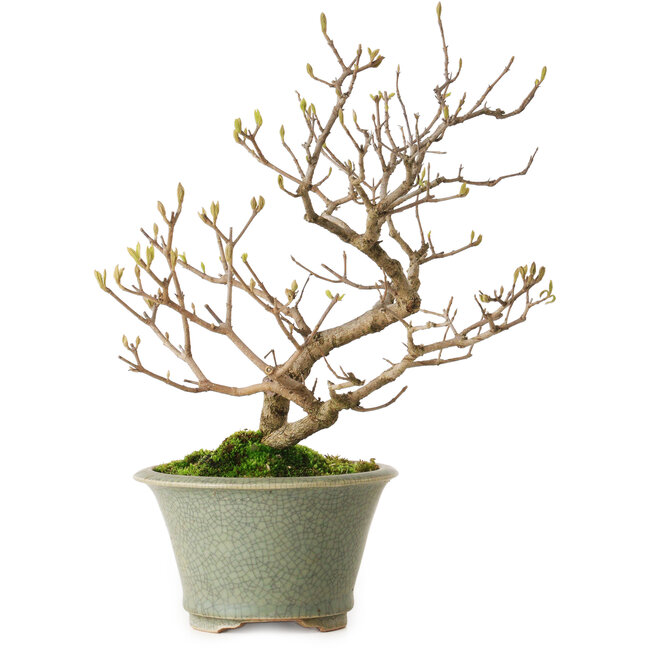 Callicarpa japonica, 25 cm, ± 15 years old, with a nebari of 3 cm, in a handmade Japanese pot by Eime Yozan