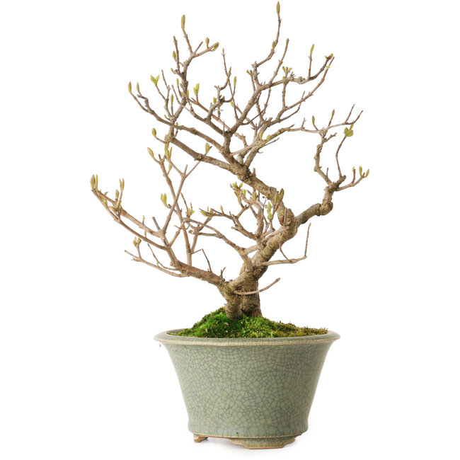 Japanische Zaubernuss (Callicarpa japonica), 25 cm, ca. 15 Jahre alt, mit einem Wurzelansatz von 3 cm, in einem handgefertigten japanischen Topf von Eime Yozan