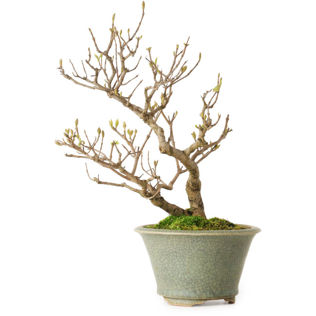 Callicarpa japonica, 25 cm, environ 15 ans, avec un nebari de 3 cm, dans un pot japonais fait main par Eime Yozan