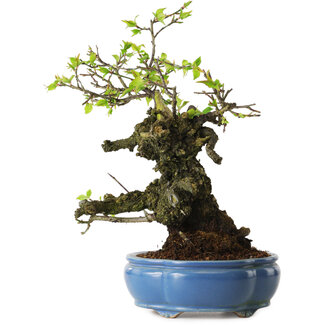 Prunus mume white, 27 cm, ± 20 years old