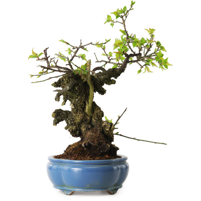 Prunus mume blanc, 27 cm, ± 20 ans, avec un nebari de 10 cm