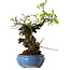 Prunus mume white, 27 cm, ± 20 years old, with a nebari of 10 cm