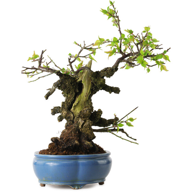 Prunus mume white, 27 cm, ± 20 Jahre alt, mit einem Wurzelansatz von 10 cm