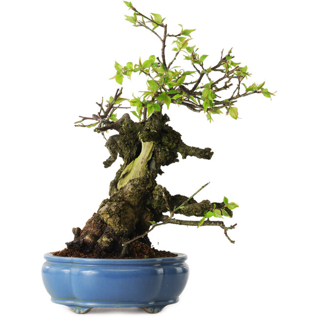 Prunus mume blanc, 27 cm, ± 20 ans, avec un nebari de 10 cm