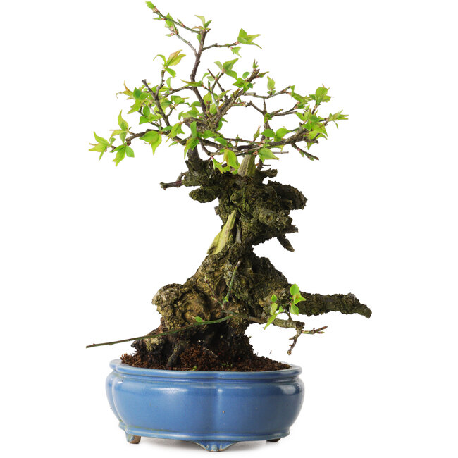 Prunus mume bianco, 27 cm, ± 20 anni, con un nebari di 10 cm