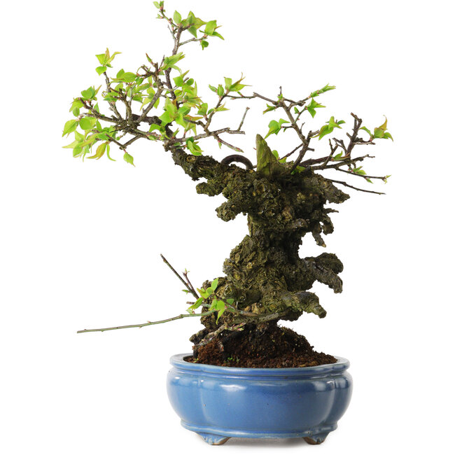 Prunus mume blanc, 27 cm, ± 20 ans, avec un nebari de 10 cm