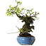Prunus mume white, 27 cm, ± 20 years old, with a nebari of 10 cm