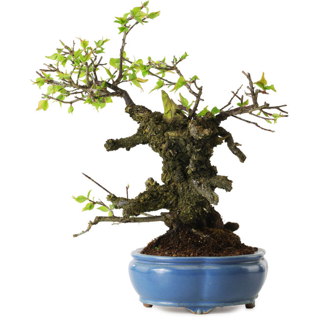 Prunus mume white, 27 cm, ± 20 Jahre alt, mit einem Wurzelansatz von 10 cm