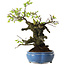 Prunus mume white, 27 cm, ± 20 years old, with a nebari of 10 cm