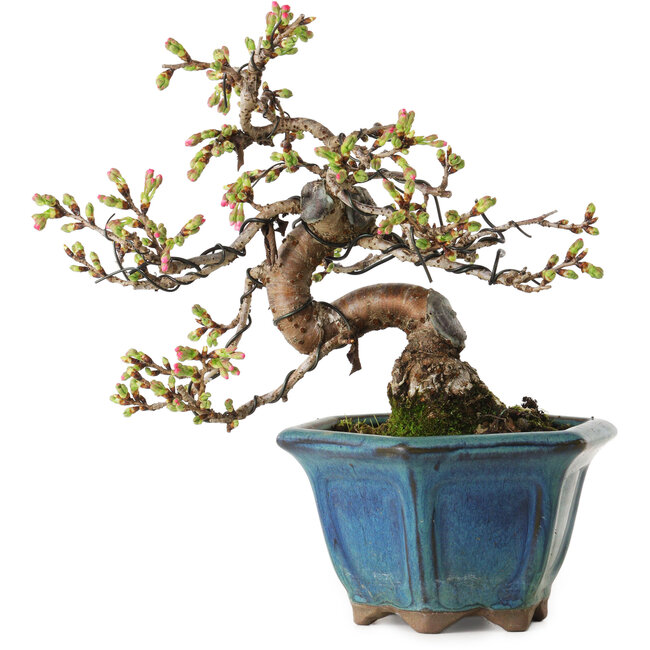 Prunus Sakura (rose), 20 cm, ± 15 ans, avec un nebari de 5 cm